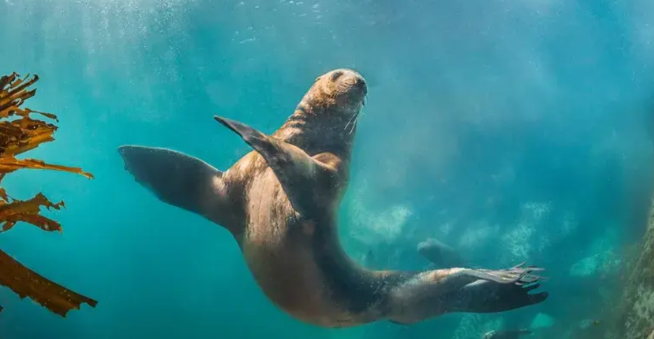 дикий подводный мир.png дикий подводный мир.png