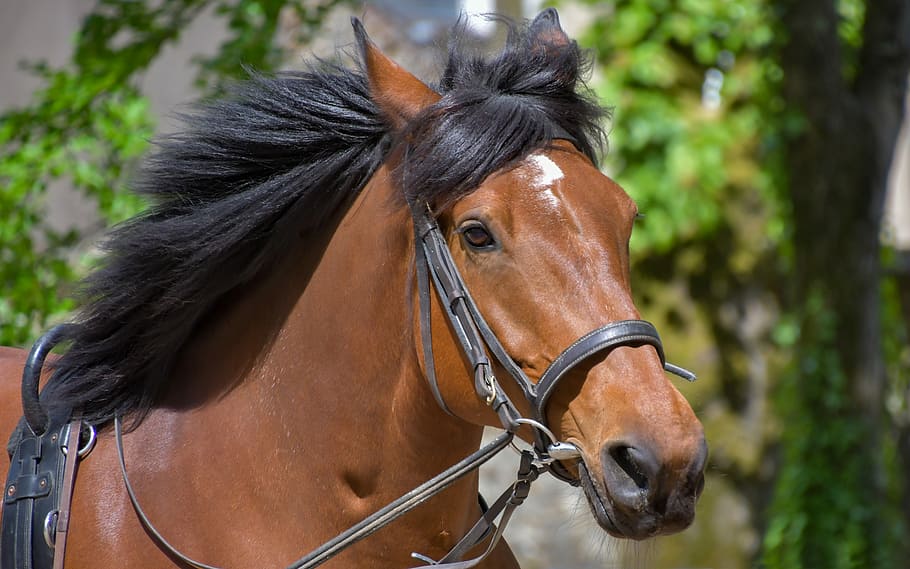 лошадь3.jpg лошадь3.jpg