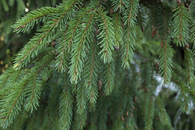 елка 2.jpg елка 2.jpg