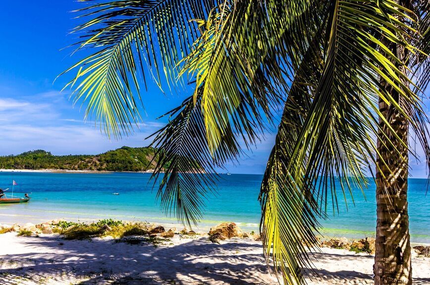 пальмы пар.jpg пальмы пар.jpg