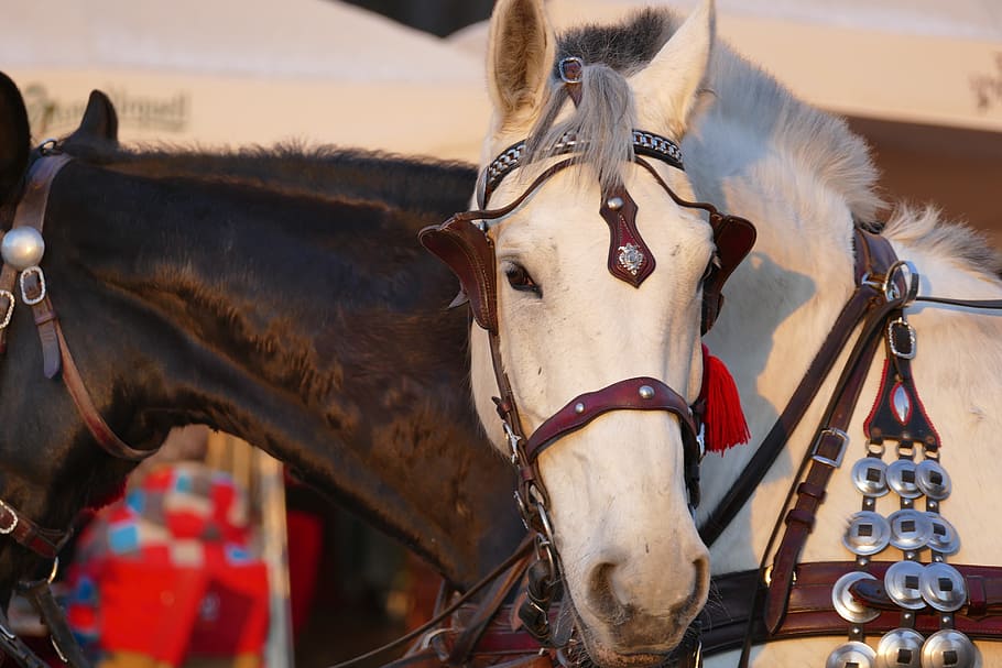 Огненная Лошадь 2026 года: встречаем, ждем, привлекаем удачу