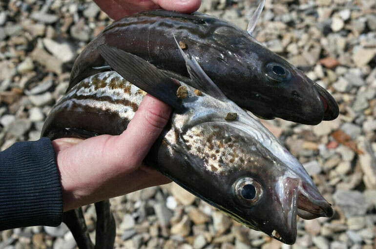 Россияне выбирают минтай вместо семги