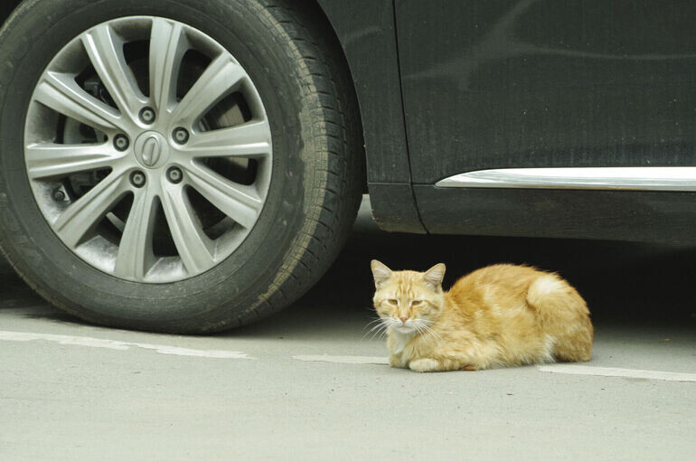 В России продажи подержанных легковушек в январе выросли на 4%