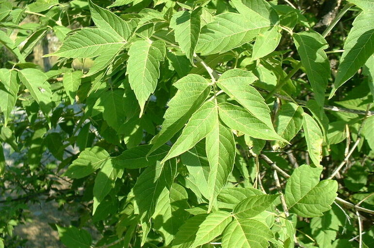 За распространение ясенелистного клёна вводится наказание
